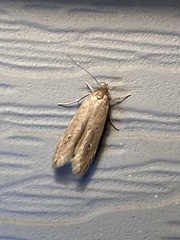 Limnaecia phragmitella