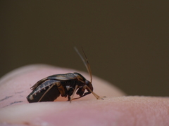 Cyphodema instabilis