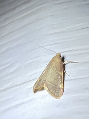 Hypsopygia binodulalis