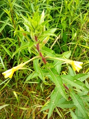 Oenothera × fallax