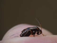 Cyphodema instabilis