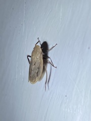 Prairiana