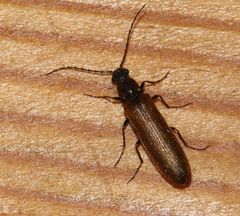 Denticollis linearis