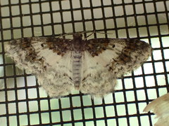 Hydrelia condensata