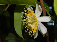 Passiflora ovata