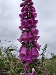 Digitalis purpurea