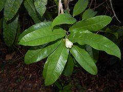 Passiflora ovata