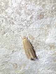 Limnaecia phragmitella