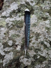 Garrulus lanceolatus