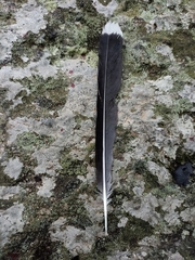 Garrulus lanceolatus