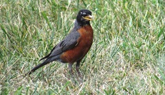 Turdus migratorius