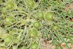 Cirsium echinatum