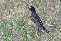Turdus migratorius