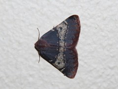 Drepanogynis oinophora