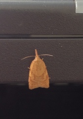 Sparganothis pilleriana