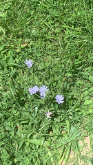 Cichorium intybus