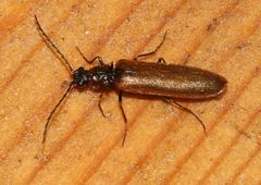 Denticollis linearis