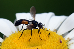 Cylindromyia interrupta