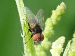 Phasia pusilla