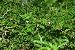 Rubus pungens oldhamii