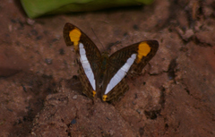 Adelpha thessalia