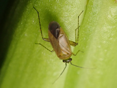 Plagiognathus arbustorum