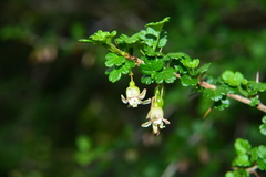 Ribes formosanum