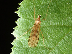 Ilisia maculata