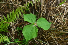 Trillium tschonoskii