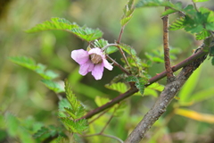 Rubus pungens oldhamii