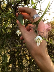 Araujia angustifolia