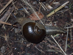 Megaustenia imperator