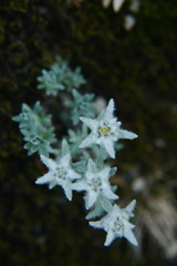 Leontopodium microphyllum