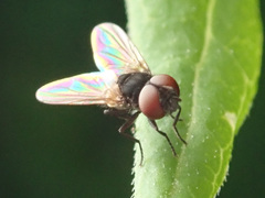 Phasia pusilla