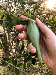 Araujia angustifolia