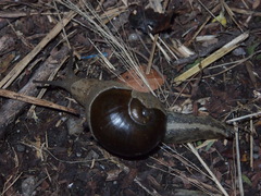 Megaustenia imperator