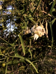 Araujia angustifolia