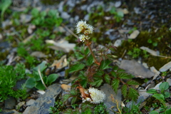 Astilbe macroflora