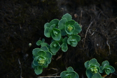 Phedimus subcapitatum