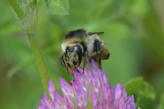 Bombus deuteronymus