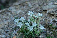 Leontopodium microphyllum