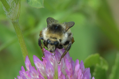 Bombus deuteronymus