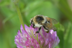 Bombus deuteronymus