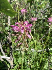 Pedicularis sudetica