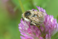 Bombus deuteronymus