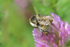 Bombus deuteronymus