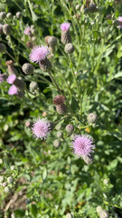 Cirsium arvense