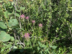 Pedicularis sudetica