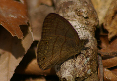 Hermeuptychia cucullina