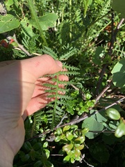 Pedicularis sudetica